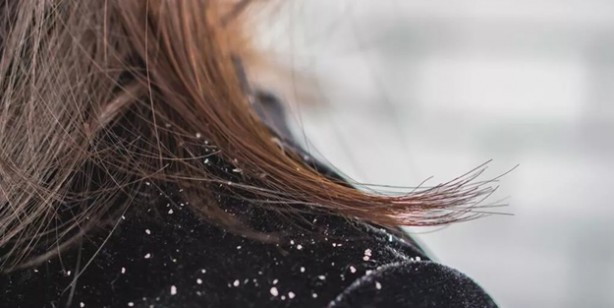 Foto - Çınar yaprağı kaynatıp içerseniz! Diz ağrısına şifa, kemik erimesine ilaç oluyor