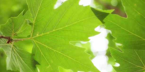 Çınar yaprağı kaynatıp içerseniz! Diz ağrısına şifa, kemik erimesine ilaç oluyor