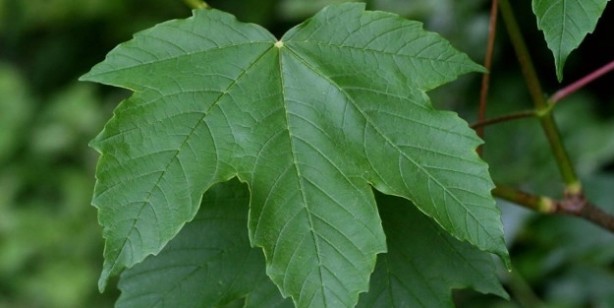Foto - Çınar yaprağı kaynatıp içerseniz! Diz ağrısına şifa, kemik erimesine ilaç oluyor