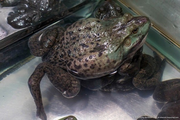 Foto - Çin'de bir süpermarket turu 