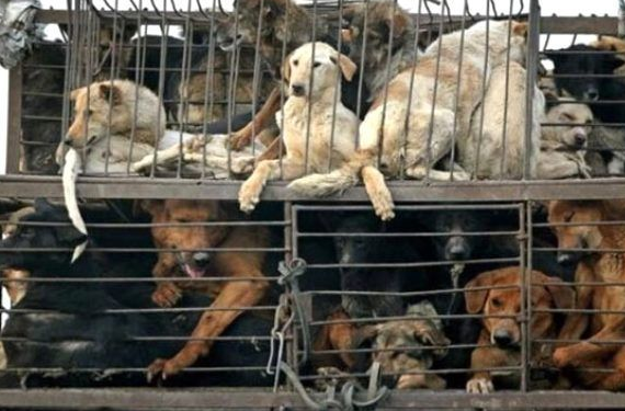 Foto - Çin’de kan donduran olay! Salgın devam ederken yaptıklarını itiraf etti