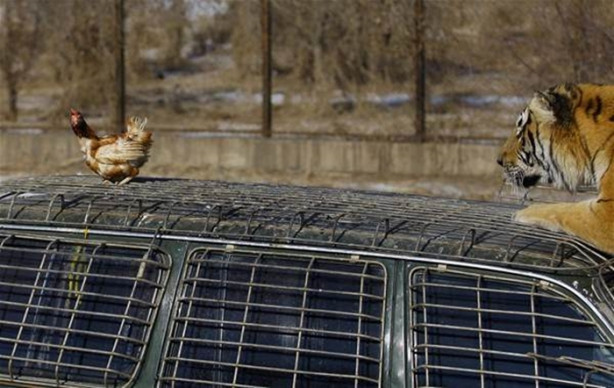 Foto - Çin'de vahşi eğlence