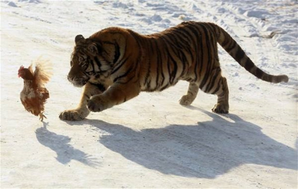 Foto - Çin'de vahşi eğlence