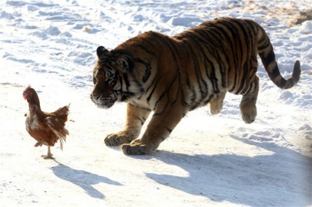 Foto - Çin'de vahşi eğlence
