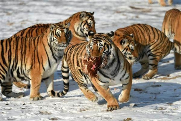 Foto - Çin'de vahşi eğlence