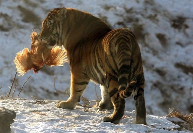 Foto - Çin'de vahşi eğlence