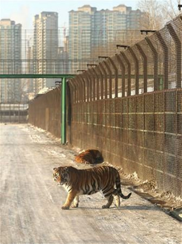 Foto - Çin'de vahşi eğlence