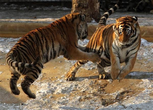 Foto - Çin'de vahşi eğlence