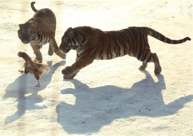 Foto - Çin'de vahşi eğlence