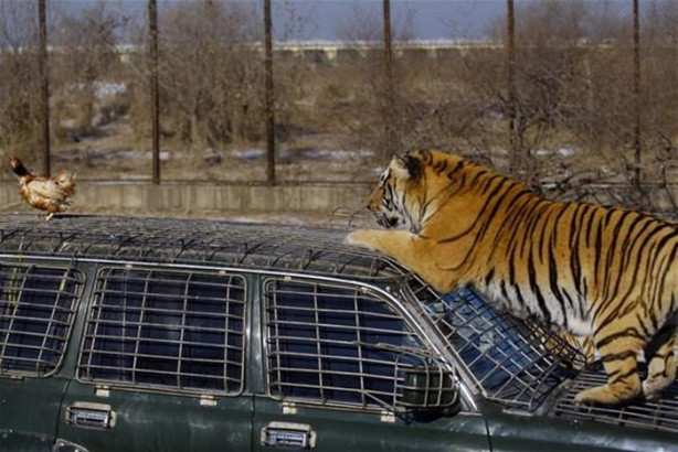 Foto - Çin'de vahşi eğlence