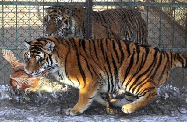 Foto - Çin'de vahşi eğlence