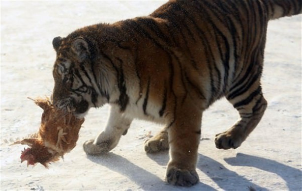 Foto - Çin'de vahşi eğlence
