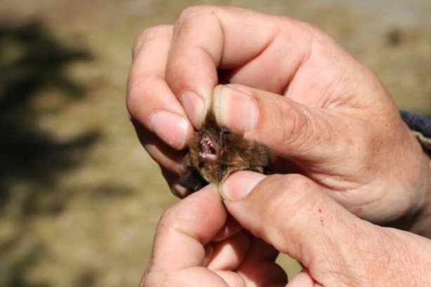 Foto - Çin'deki son koronavirüs gelişmesi gündemi altüst edecek!