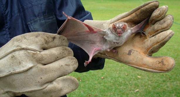 Foto - Çin'deki son koronavirüs gelişmesi gündemi altüst edecek!