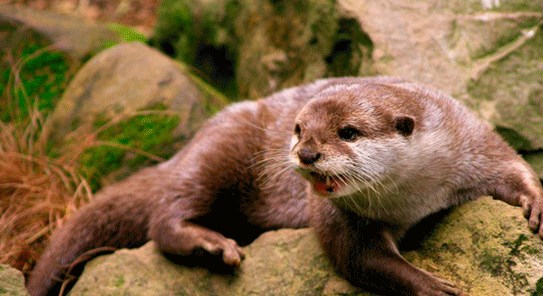 Foto - Çin’deki yarasalardan bulaşıyor derken yetkililerin açıklaması ülkeyi sarstı! Avrupa’nın göbeğinde korkunç korona olayı
