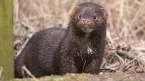 Foto - Çin’deki yarasalardan bulaşıyor derken yetkililerin açıklaması ülkeyi sarstı! Avrupa’nın göbeğinde korkunç korona olayı