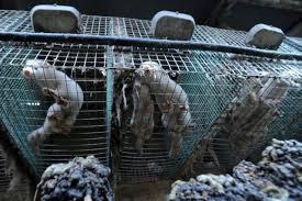 Foto - Çin’deki yarasalardan bulaşıyor derken yetkililerin açıklaması ülkeyi sarstı! Avrupa’nın göbeğinde korkunç korona olayı