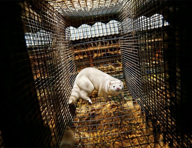 Foto - Çin’deki yarasalardan bulaşıyor derken yetkililerin açıklaması ülkeyi sarstı! Avrupa’nın göbeğinde korkunç korona olayı