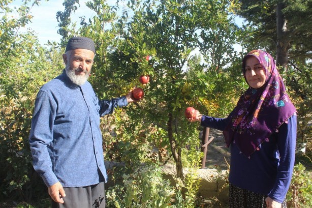 Foto - Çin’den 25 yıl önce getirdiği tohumla yaptı! Gören, şaşkına dönüyor! Herkes tarlayı coşturan o tohumun peşinde
