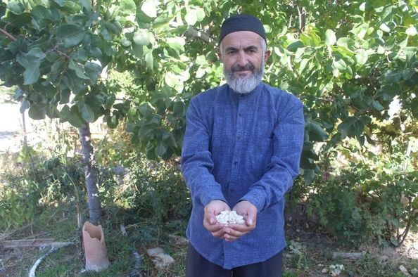 Çin’den 25 yıl önce getirdiği tohumla yaptı! Gören, şaşkına dönüyor! Herkes tarlayı coşturan o tohumun peşinde