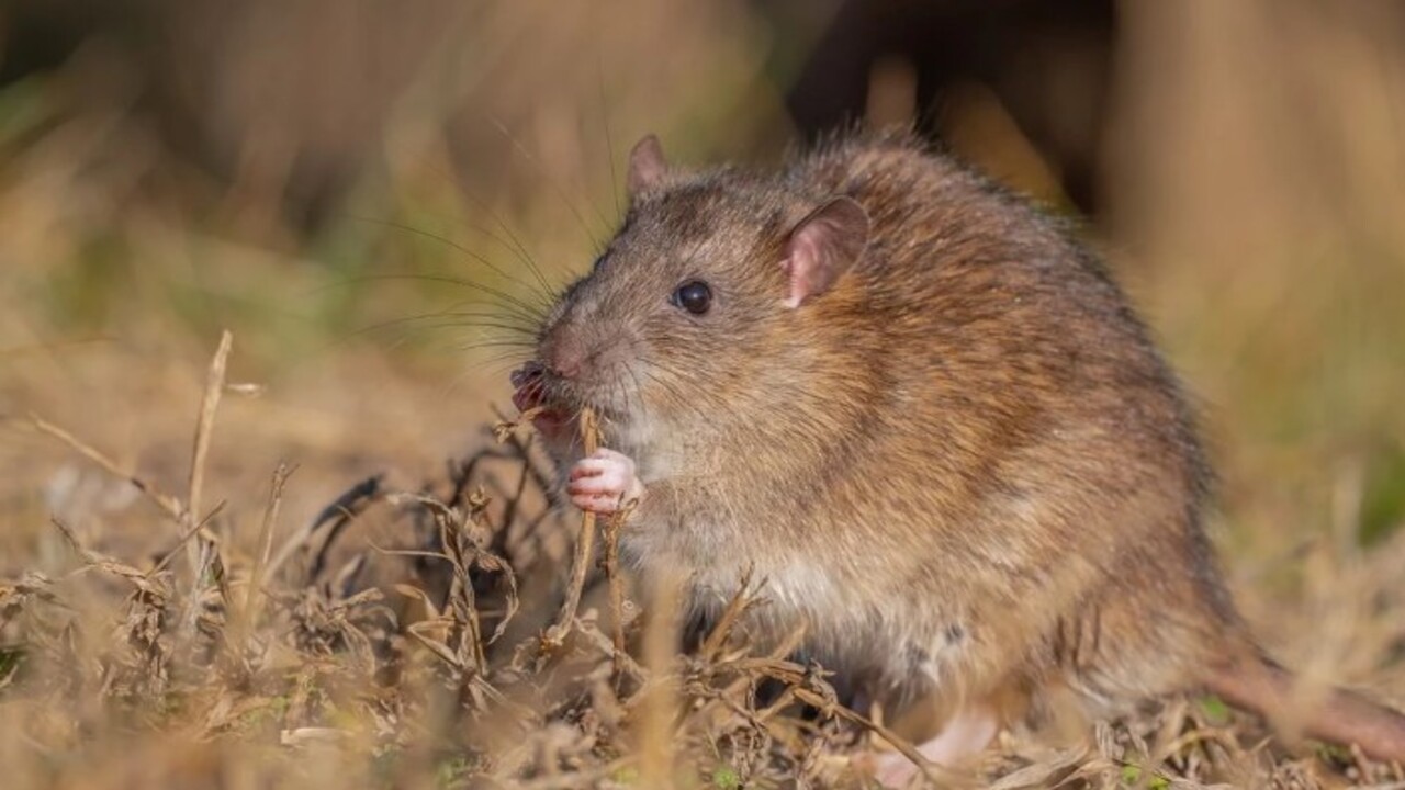Foto - Çin’den gelen kargo gemileriyle dağıldılar! Bilim insanları göçmen sıçanlar için o ilimize geldi