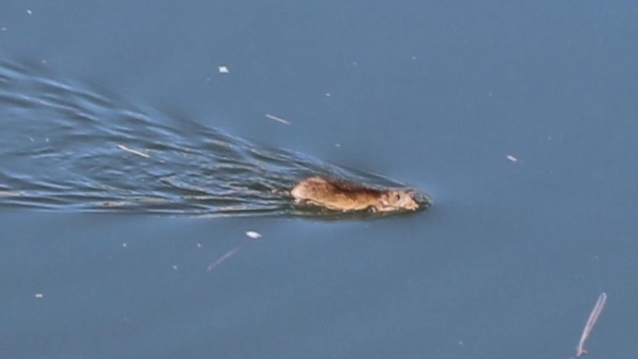 Foto - Çin’den gelen kargo gemileriyle dağıldılar! Bilim insanları göçmen sıçanlar için o ilimize geldi