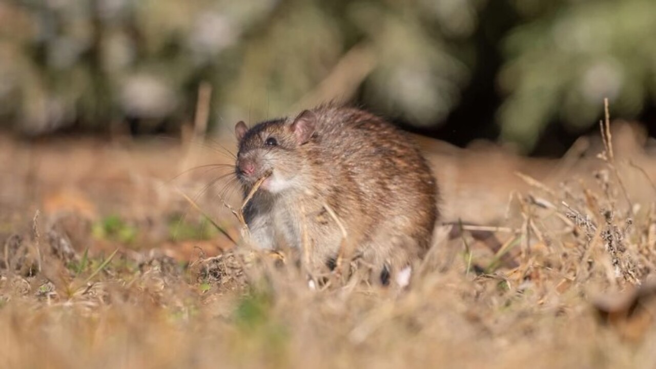 Foto - Çin’den gelen kargo gemileriyle dağıldılar! Bilim insanları göçmen sıçanlar için o ilimize geldi