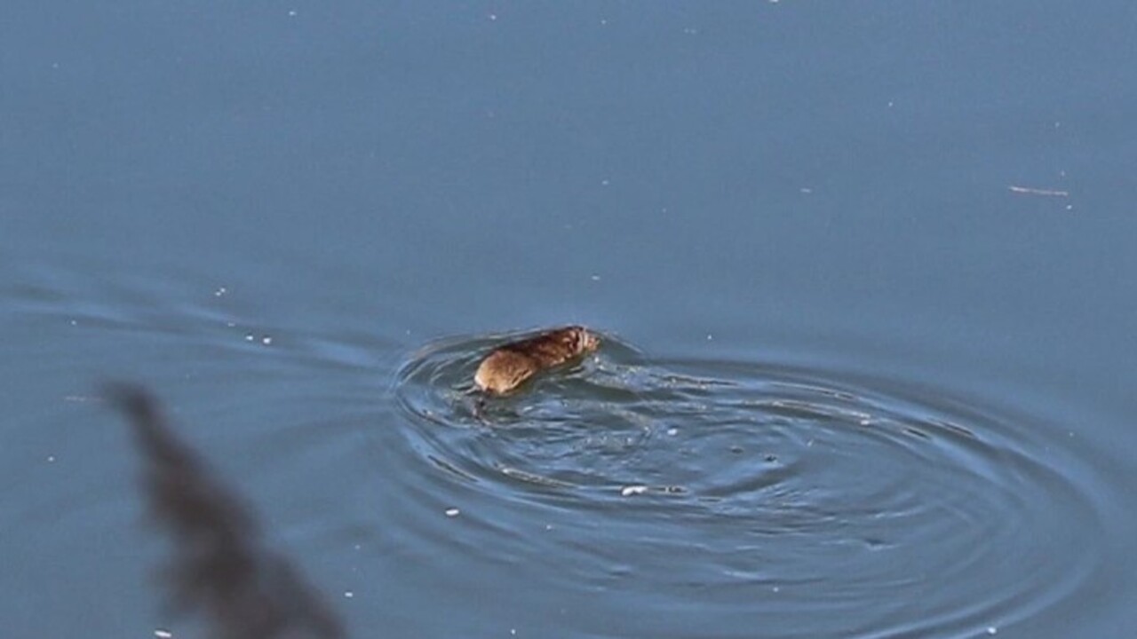 Foto - Çin’den gelen kargo gemileriyle dağıldılar! Bilim insanları göçmen sıçanlar için o ilimize geldi