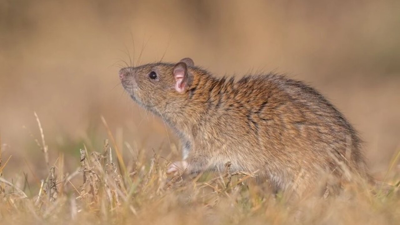 Çin’den gelen kargo gemileriyle dağıldılar! Bilim insanları göçmen sıçanlar için o ilimize geldi