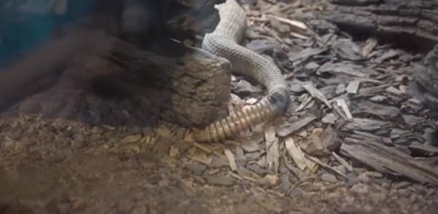 Foto - Çıngıraklı yılanın kuyruğunu açtılar!