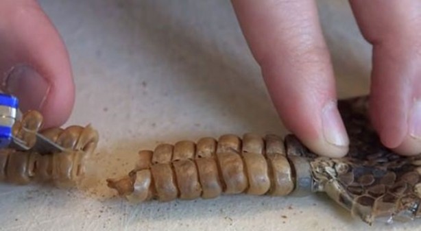 Foto - Çıngıraklı yılanın kuyruğunu açtılar!