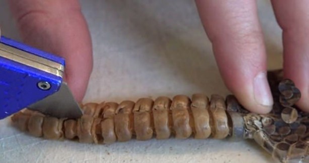 Foto - Çıngıraklı yılanın kuyruğunu açtılar!