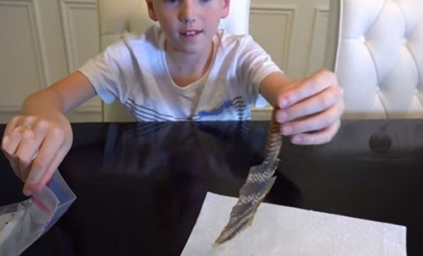 Foto - Çıngıraklı yılanın kuyruğunu açtılar!