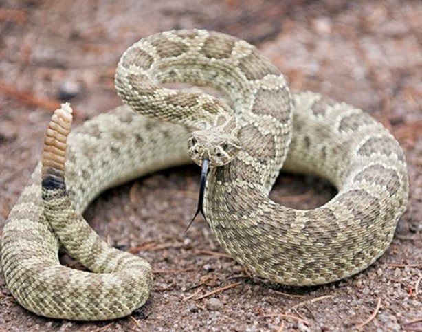 Foto - Çıngıraklı yılanın kuyruğunu açtılar!