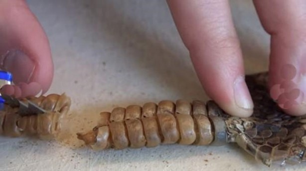 Foto - Çıngıraklı yılanın kuyruğunu açtılar!