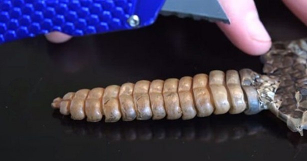 Foto - Çıngıraklı yılanın kuyruğunu açtılar!