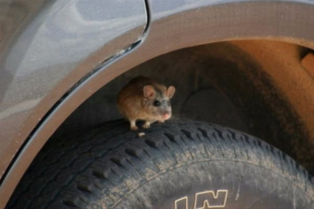 Foto - Çin'in bilinmeyen yüzü! Çok tuhaf!