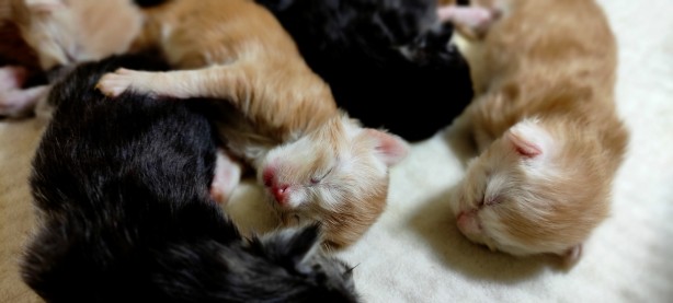 Foto - Cins kedisi tek seferde 10 tane yavruladı, büyük sevinç yaşadı