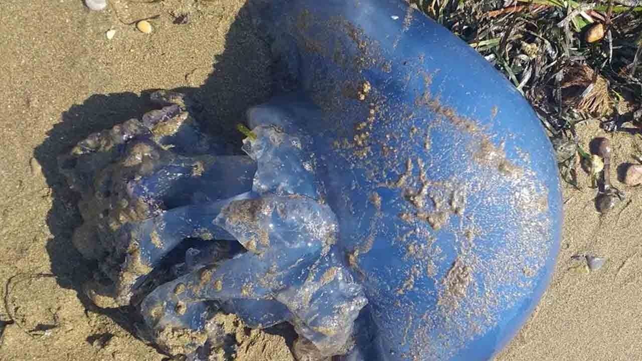 Foto - Çıplak elle dokunmak bile riskli: Erikli sahiline sessiz sedasız gelen tehlike
