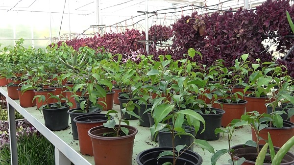 Foto - Ciroyu duyan kulaklarına inanamıyor! Lise değil sanki darphane