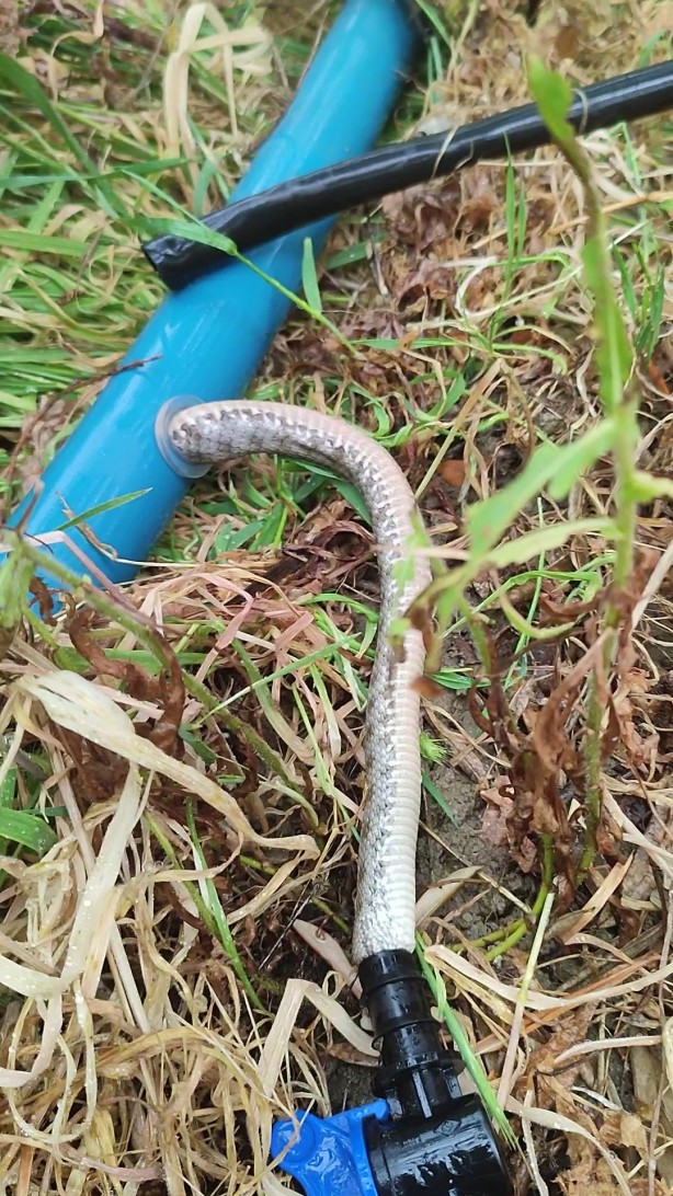 Foto - Çitçinin  tıkanan su borusundan yılan çıktı
