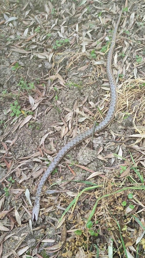 Çitçinin  tıkanan su borusundan yılan çıktı