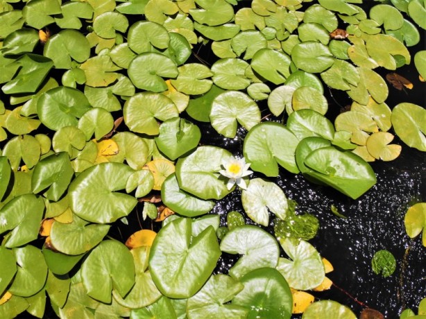 Foto - Çivril Işıklı Gölü'nde nilüferler bir başka güzel