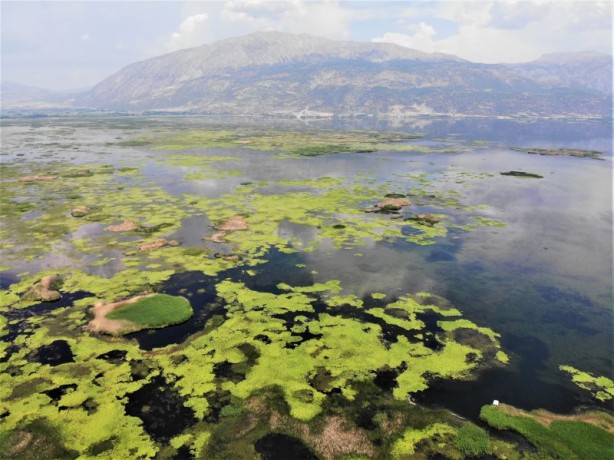 Foto - Çivril Işıklı Gölü'nde nilüferler bir başka güzel
