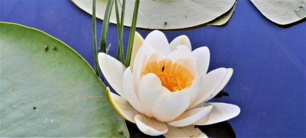 Foto - Çivril Işıklı Gölü'nde nilüferler bir başka güzel