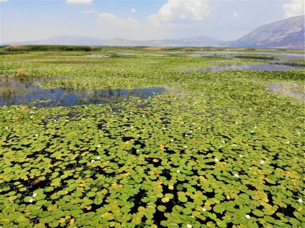 Foto - Çivril Işıklı Gölü'nde nilüferler bir başka güzel