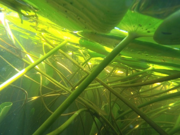 Foto - Çivril Işıklı Gölü'nde nilüferler bir başka güzel