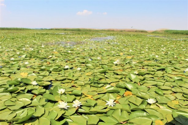 Çivril Işıklı Gölü'nde nilüferler bir başka güzel