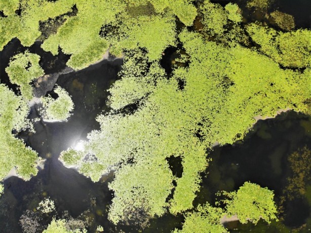 Foto - Çivril Işıklı Gölü'nde nilüferler bir başka güzel