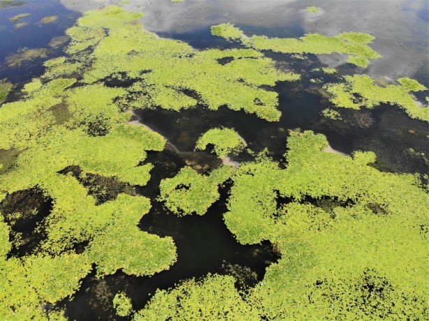 Foto - Çivril Işıklı Gölü'nde nilüferler bir başka güzel